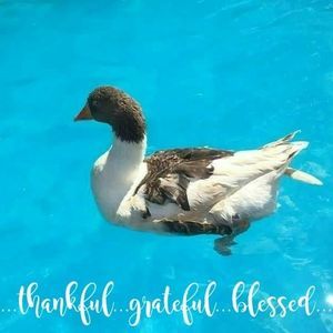 Meet your Posher, Diane